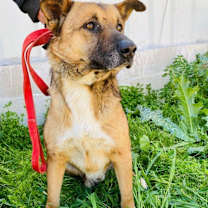 Thumbnail photo of Leon (Israel) sv #4