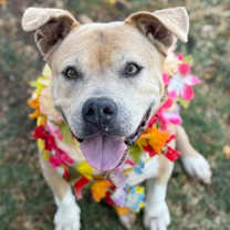 Thumbnail photo of Deni #1