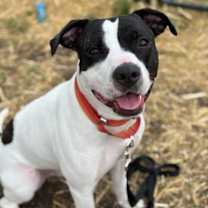 Thumbnail photo of Jonesy #2