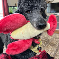 Thumbnail photo of Caspian #2