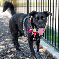 Thumbnail photo of Luthien-Diamond Dog #4