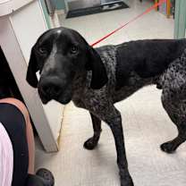 Thumbnail photo of Chester #2