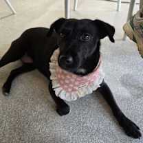 adopt-pet