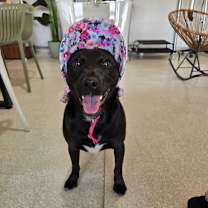 Thumbnail photo of HARRY #3