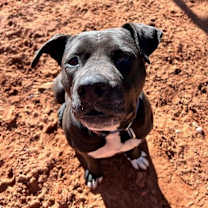 Thumbnail photo of Lilac #3