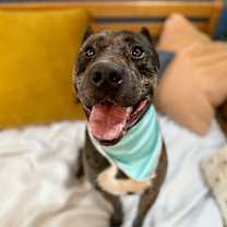 Thumbnail photo of Blaze sets your heart on fire #2