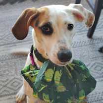 Thumbnail photo of Birdie-Bean #1