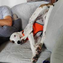 Thumbnail photo of Birdie-Bean #2