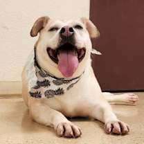 Thumbnail photo of Coconut #3