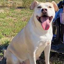 Thumbnail photo of Coconut #4