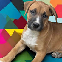 Thumbnail photo of Cortado #1