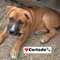 Thumbnail photo of Cortado #2