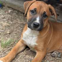 Thumbnail photo of Cortado #3