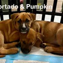 Thumbnail photo of Cortado #4