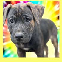 Thumbnail photo of Nitro #1