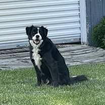 Thumbnail photo of Phoebe (a courtesy listing in Elkhart IN) #1