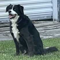 Thumbnail photo of Phoebe (a courtesy listing in Elkhart IN) #2