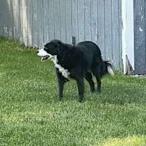 Thumbnail photo of Phoebe (a courtesy listing in Elkhart IN) #3