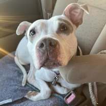 Thumbnail photo of Aries (Foster Needed) #2