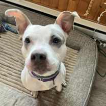 Thumbnail photo of Aries (Foster Needed) #3