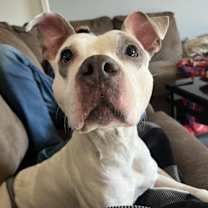 Thumbnail photo of Aries (Foster Needed) #4