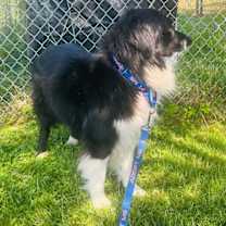 Thumbnail photo of Snickers (a courtesy listing in Jacksboro TN) #2