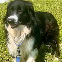 Thumbnail photo of Snickers (a courtesy listing in Jacksboro TN) #3