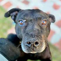 Thumbnail photo of Walter (Foster Needed) #2