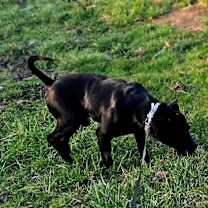 Thumbnail photo of Walter (Foster Needed) #3