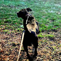 Thumbnail photo of Walter (Foster Needed) #4