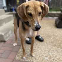 Thumbnail photo of Shi #3