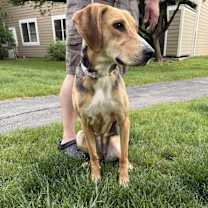 Thumbnail photo of Shi #4