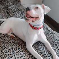 Thumbnail photo of Blanca (Foster Needed) #2