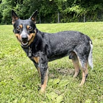 Thumbnail photo of Smokey #1