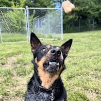 Thumbnail photo of Smokey #3