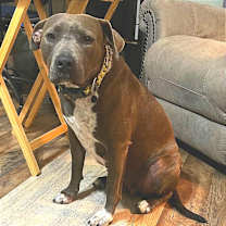 Thumbnail photo of Rose #1