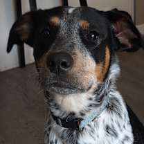 Thumbnail photo of Vette #4