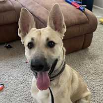adopt-pet
