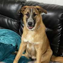 Thumbnail photo of Moxie #1