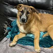 Thumbnail photo of Moxie #2