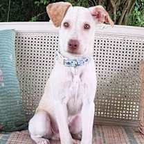 Thumbnail photo of Cello #2