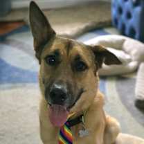 Thumbnail photo of Reese (ADOPTION FEE SPONSORED) #4