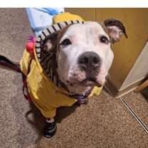 Thumbnail photo of Freeda (Adoption Fee Sponsored) #1