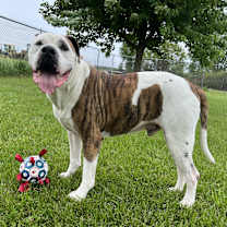 Thumbnail photo of Bruno #3