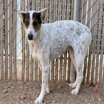 adopt-pet