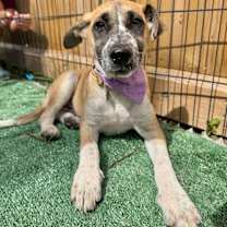 Thumbnail photo of Lisa Simpson #1