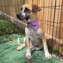 Thumbnail photo of Lisa Simpson #2