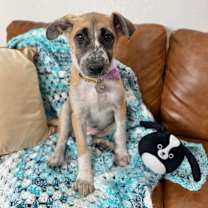 Thumbnail photo of Lisa Simpson #4