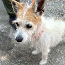 Thumbnail photo of Monty DD #2