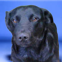 Thumbnail photo of Jack Black #2